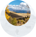 Verified Listings